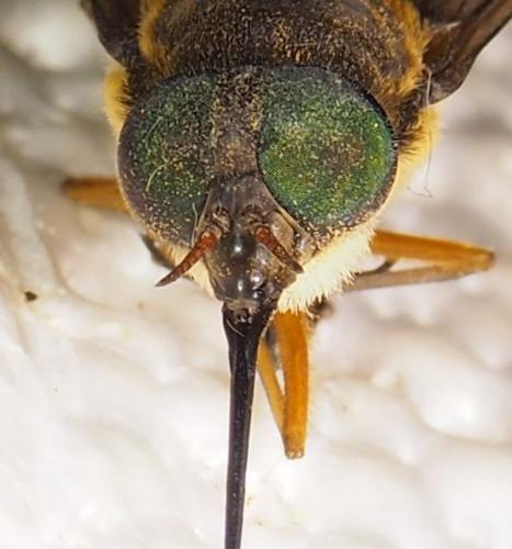 Fidena sp.
